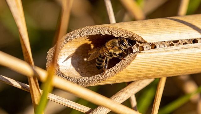 Solitary bee nesting in hollow reed with mud partitions and golden natural light