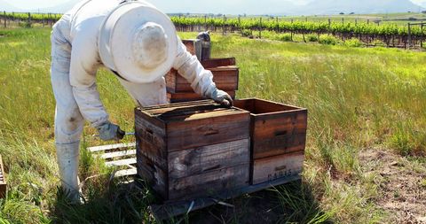 Beekeeper Harvesting Honeycomb in Apiary with Lush Vineyard Background