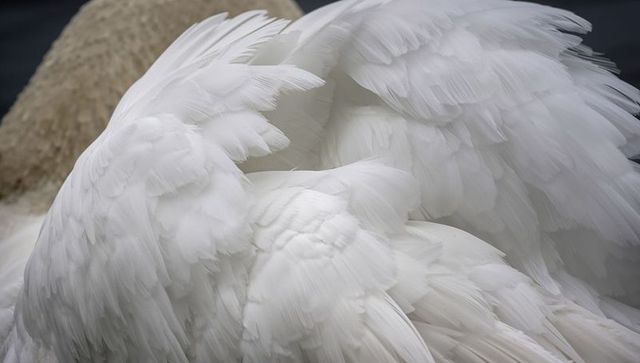 Closeup white swan plumage showing layered flight feathers and folded wings