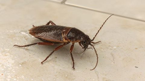 Brown cockroach on kitchen tile floor with glossy wings