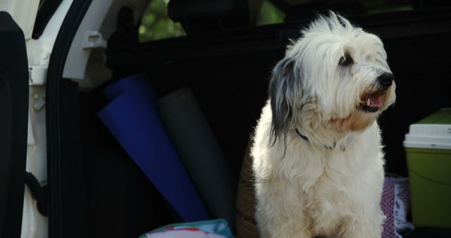 Pet dog in the car trunk at park - Download Free Stock Photos Pikwizard.com