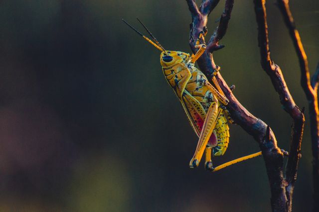 Biomechanical details of yellow grasshopper on tree branch at dusk, showcasing patterns and textures of exoskeleton against dark background. Suitable for nature-focused projects, entomology studies, educational content, and wildlife conservation campaigns.