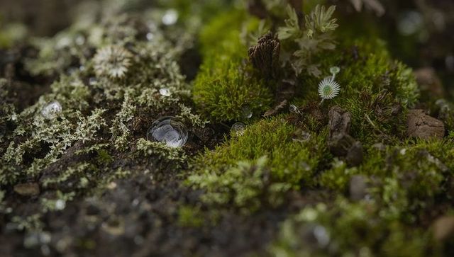 Close-up of Lush Green Moss and Lichen in a Moist Forest