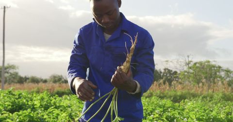 Farmer examining root crop in green field with focus on sustainable agriculture