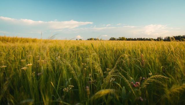 Golden Barley Field with Swaying Wildflowers and Wide Blue Sky at Golden Hour Countryside