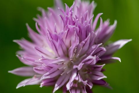 Macro close-up of purple chive blossom blooming with delicate petals and soft green bokeh