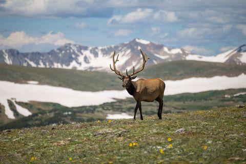 Majestic bull elk standing on alpine meadow with antlers against snowcapped mountains