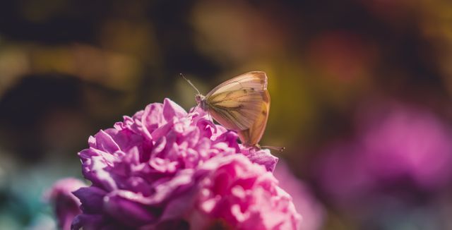 Butterfly resting on a pink flower in a garden, showcasing delicate wings and vibrant colors. Ideal for illustrating nature, garden themes, wildlife observation, spring seasons, and peaceful outdoor settings.