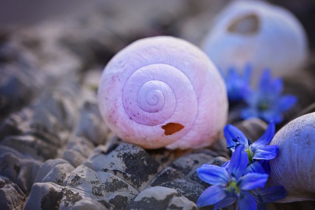 Close-up of Pink Seashell and Purple Flowers on Rocky Surface - Download Free Stock Photos Pikwizard.com