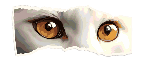 Transparent paper strip with feline amber eyes