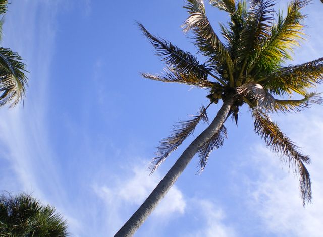 Palm trees stretching under a clear blue sky, captures essence of tropical, sunny destination. Ideal for travel blogs, vacation advertisements, nature themes, and relaxation concepts. Provides calming visual for wellness and meditation settings.