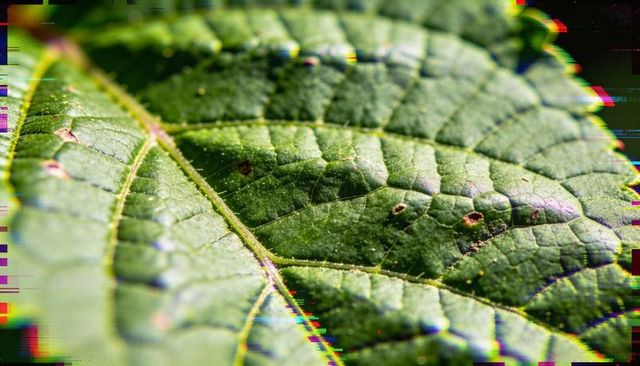 Macro green leaf revealing raised veins and fine hairs with chromatic fringing detail