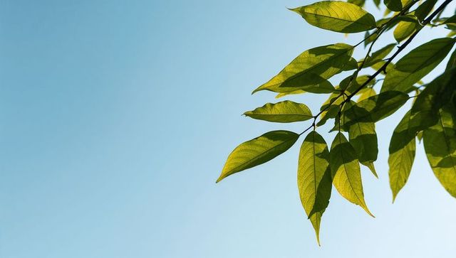 Sunlit backlit green leaves against clear blue sky with generous copy space for layouts