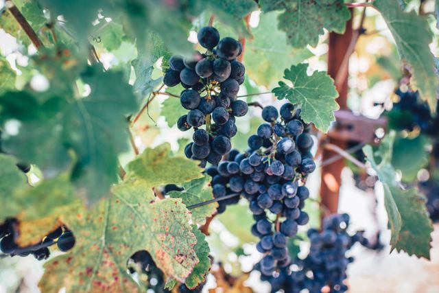 Plump black grapes are hanging clusters on a vine with lush green leaves. This vibrant outdoor scene is perfect for illustrating agricultural topics, vineyard tours, winemaking, and fresh fruit concepts. An ideal depiction for promoting farm markets, health food stores, or nature-themed artwork.