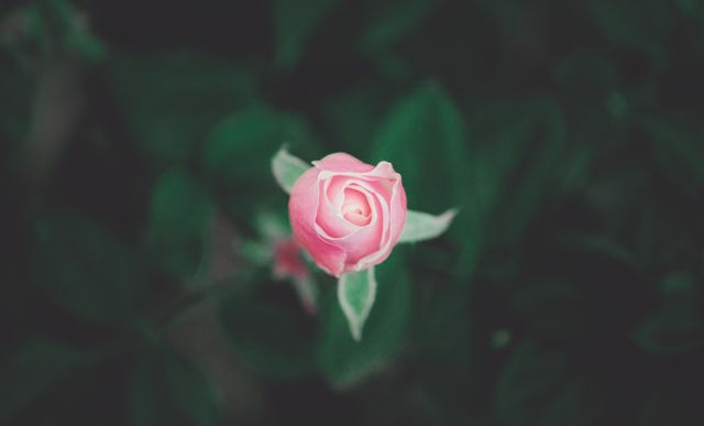 Perfect for floral design projects, botany publications, romantic greeting cards, wallpaper, or nature blogs. Highlights the delicate beauty of flowers with contrast between the pink rose and dark green leaves.