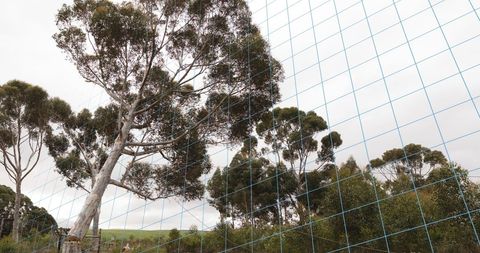 Majestic Eucalyptus Trees Behind Blue Netting with Overcast Sky