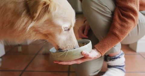 Woman Feeding Cream Retriever from Ceramic Bowl in Cozy Kitchen