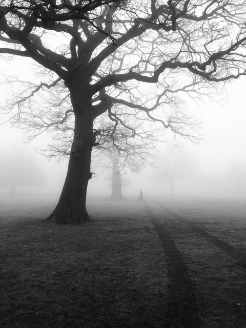 Person walking in a foggy park with large bare trees creates an atmospheric, mysterious feeling. Transforming scenery with soft mist, perfect for autumnal, reflective, or solitary themes. Suitable for use in blogs, articles, and backgrounds focused on nature, solitude, and introspective topics.