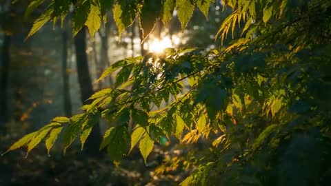 Sunlight Streaming Through Forest Canopy Revealing Rimlit Leaves and Dew Droplets in Slow Motion