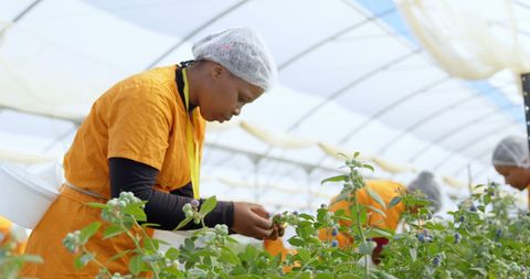 Female Farmer Attending to Greenhouse Crops with Care