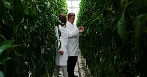 Scientists Conducting Research in Greenhouse with Tall Plants - Download Free Stock Images Pikwizard.com