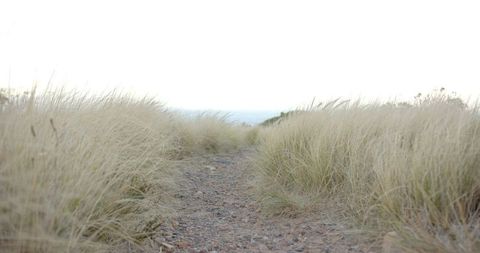 Rocky Path through Tall Grasses in Wilderness Hike Adventure - Download Free Stock Images Pikwizard.com