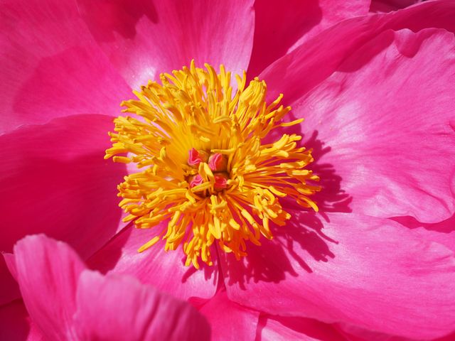 Vibrant close-up of a pink flower with a yellow stamen, ideal for garden enthusiasts, floral blogs, and nature photography collections. The macro details highlight the intricate structure, making it excellent for educational materials, print decorations, and greeting cards.
