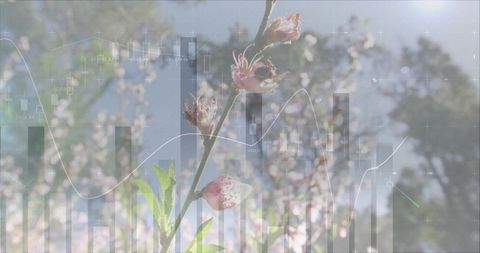 Blooming spring blossom blending with financial data overlay, pastel bokeh market concept