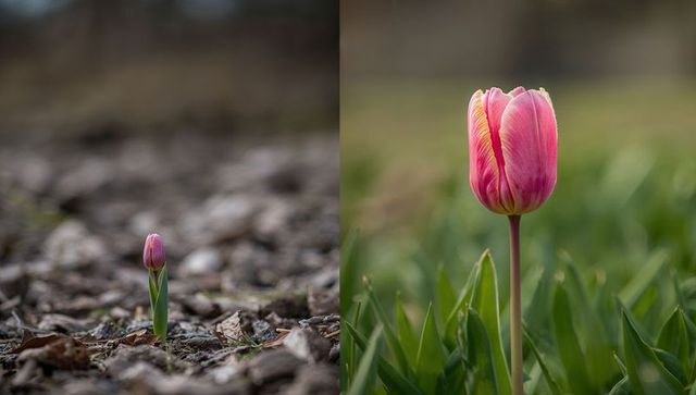Split composition pink tulip emerging from mulch and opening bloom in green field