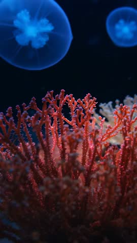 Swaying red coral with drifting jellyfish glowing over seafan | Vertical aquarium video