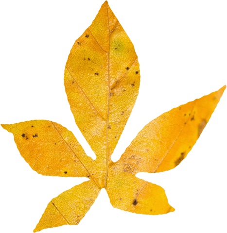 Transparent Yellow Autumn Leaf Close-Up Isolated on White Background - Download Free Stock Videos Pikwizard.com