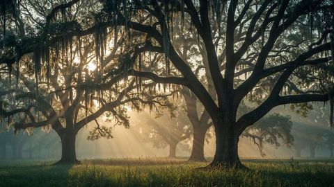 Serene Morning Sunlight Through Moss-Laden Oak Trees