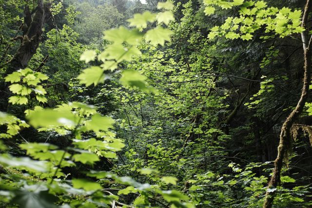 Lush Forest Foliage in Natural Sunlight - Download Free Stock Photos Pikwizard.com