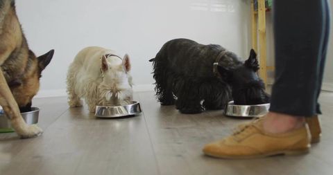 Trio of dogs eating from stainless bowls on hardwood floor with casual tan shoes