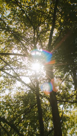 Vertical video capturing sunburst through forest canopy with rainbow lens flares