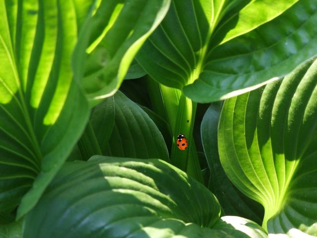Bright red ladybug perched on lush green leaf in close-up. Suitable for nature slogans, wildlife photography, or environmental campaigns. Ideal for marketing materials focusing on summer, outdoor beauty, or biodiversity themes.