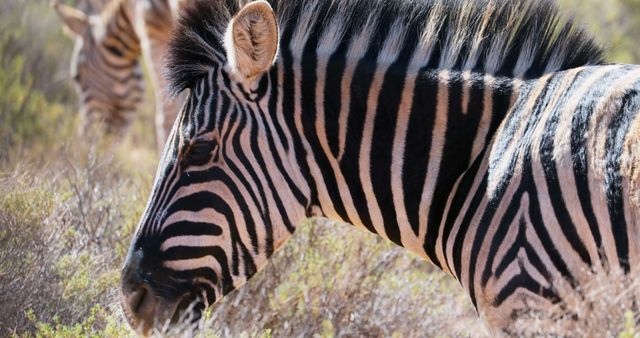 Close-up view of a zebra grazing in its natural habitat, showcasing the distinct black and white stripes of the animal. Ideal for use in educational materials, wildlife documentaries, zoological studies, and travel advertisements promoting African safaris and wildlife excursions.