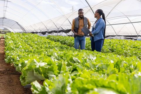 Inspecting greenhouse lettuce crop with digital tools for sustainable agriculture
