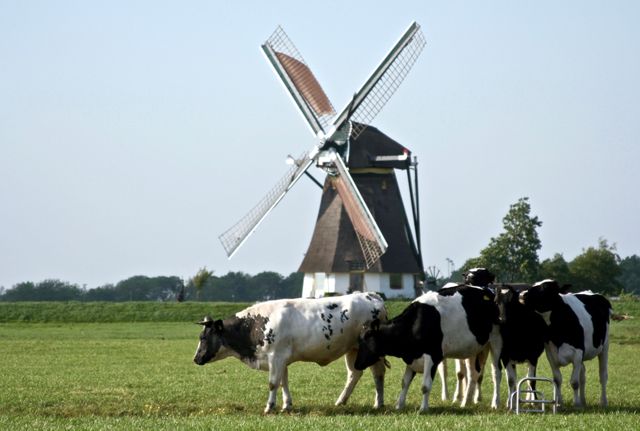 Holstein Cows Grazing in Front of Traditional Windmill on Sunny Day - Download Free Stock Photos Pikwizard.com