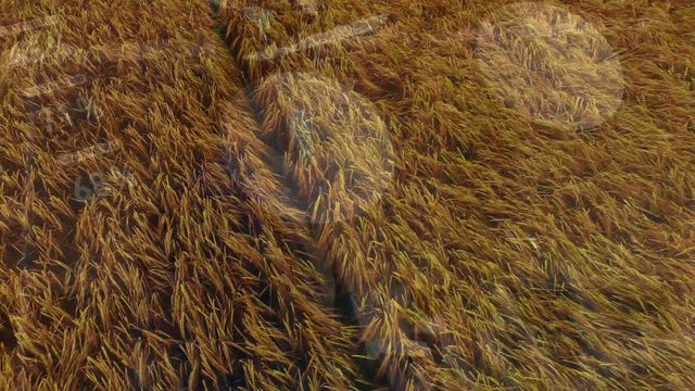 Video showing a digital effect of autumn leaves falling over a wooden arrow in the middle of a golden wheat field. Perfect for illustrating harvest season themes, rural life, nature, agriculture, and seasonal transitions in marketing materials, blogs, and educational content.