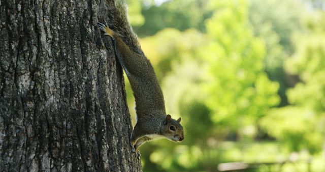 A squirrel clings to the side of a tree, with copy space - Download Free Stock Photos Pikwizard.com