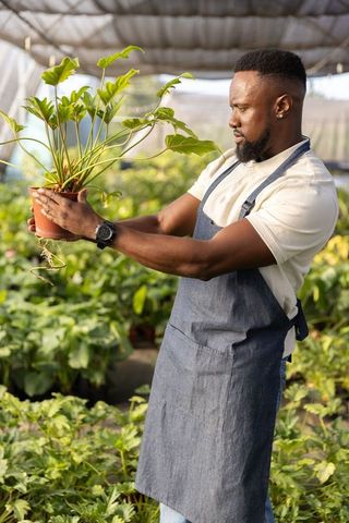 African american gardener inspecting potted plant roots in greenhouse nursery denim apron