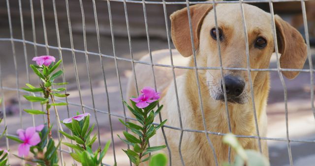 Portrait of brown dog standing behind fence and flowers in dog shelter. Animals, support and temporary home, unaltered.