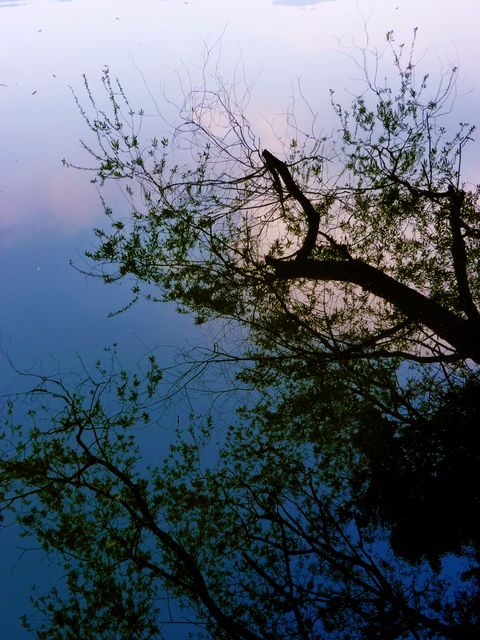 Tranquil Water Reflection of Tree Branches at Twilight - Download Free Stock Photos Pikwizard.com