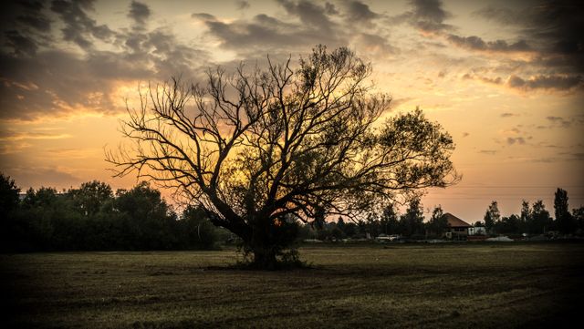Solitary leafless tree standing in an open field during sunset with dramatic clouds. This serene rural landscape is great for use in projects related to nature, tranquility, meditation, backgrounds, desktop wallpapers, and nature calendars.