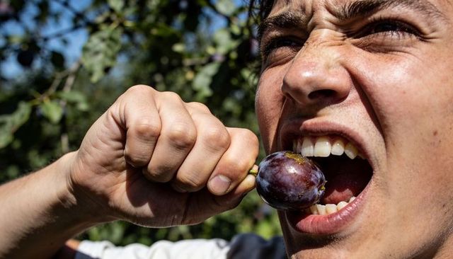 Young man biting ripe purple plum in orchard closeup showing teeth and clenched fist