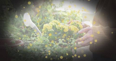Woman tending yellow potted flowers on balcony, cozy sweater gardening with watering can