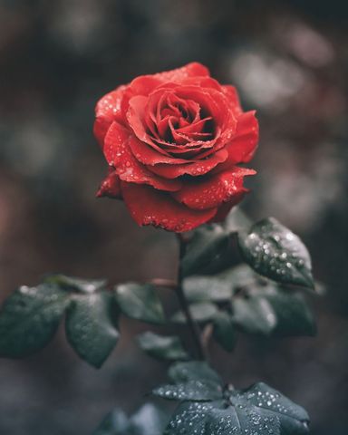 Beautiful Red Rose with Dewdrops in a Garden