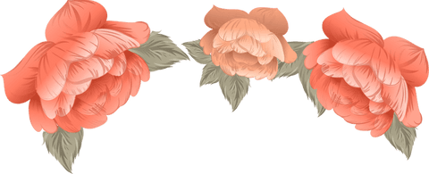 Elegant peach blooms: vector art on transparent background