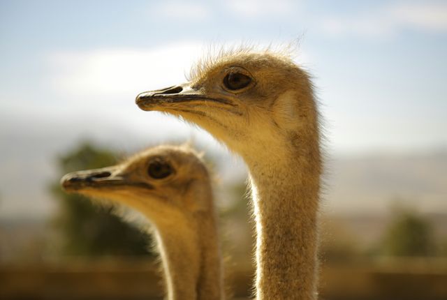 Two Young Ostriches Against Blurred Natural Background - Download Free Stock Photos Pikwizard.com